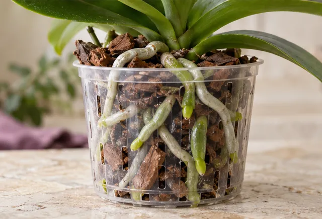 Silvery orchid roots and green tips visible through a clear pot