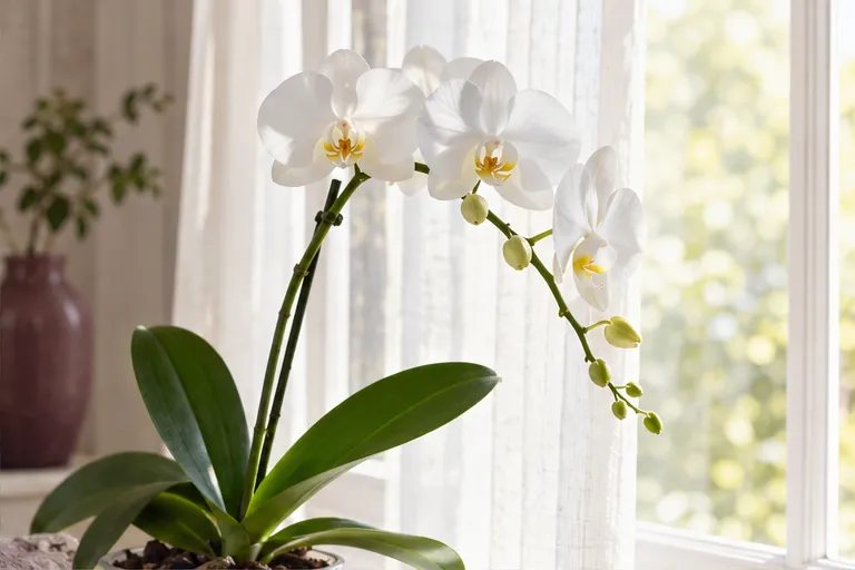 White Phalaenopsis beside a sheer curtain