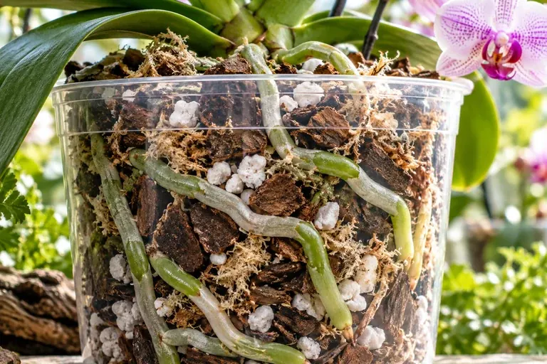 Phalaenopsis orchid showing a yellow lower leaf and stressed flowers in a clear pot on a work table