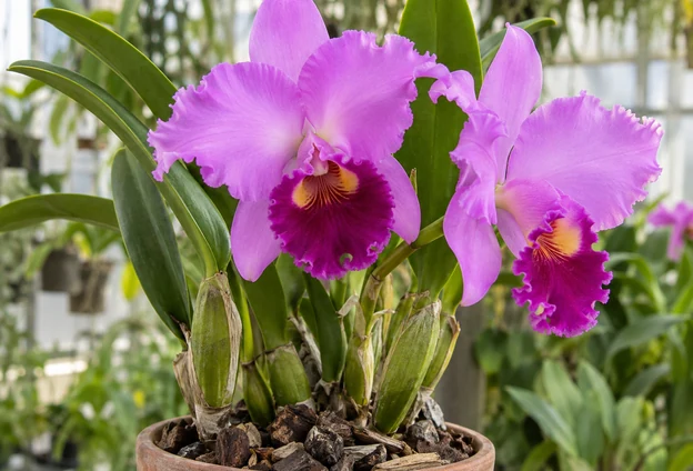 Pink Cattleya flowers above upright leaves and swollen stems