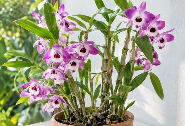 Nobile-type Dendrobium with flowers growing along its canes
